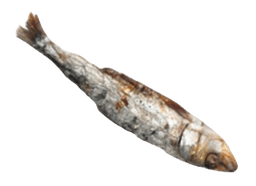 Sardina cabeza abajo derecha